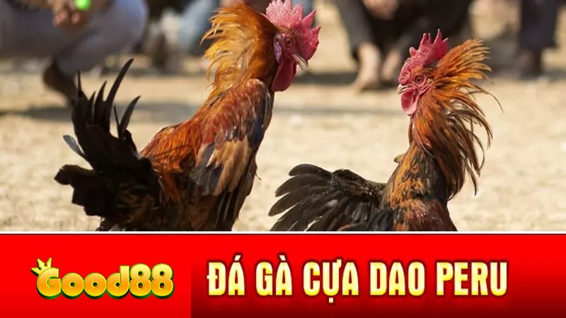 Đá gà cựa dao Peru